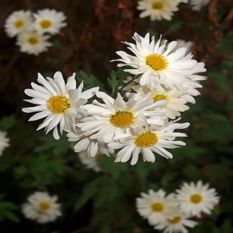 chrysanthemum-e-h-wilson CHRYSANTHEMUM ‘E.H. WILSON’