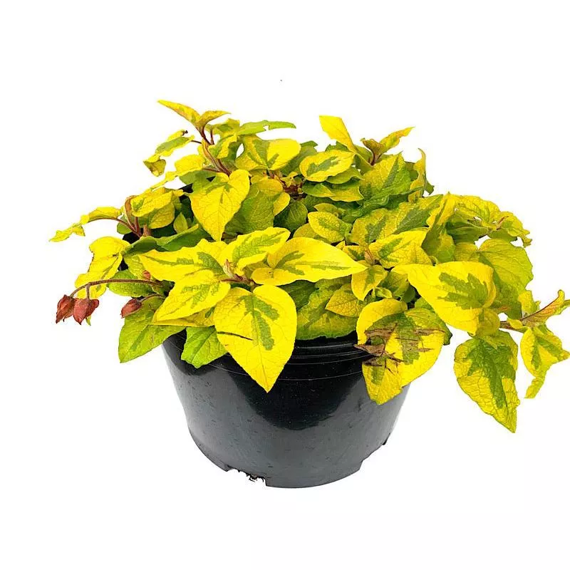 cistus-mickie-1-gallon Cistus ‘Mickie’ 1 Gallon