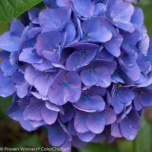 cityline-vienna-hydrangea Cityline Vienna Hydrangea