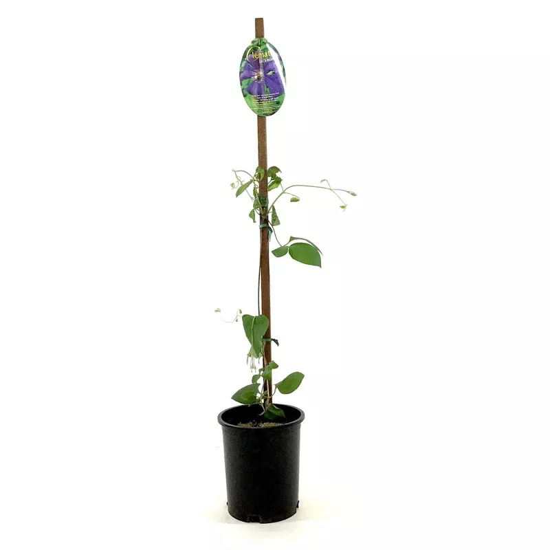 clematis-1-gal-jackmanii Clematis 1 gal Jackmanii