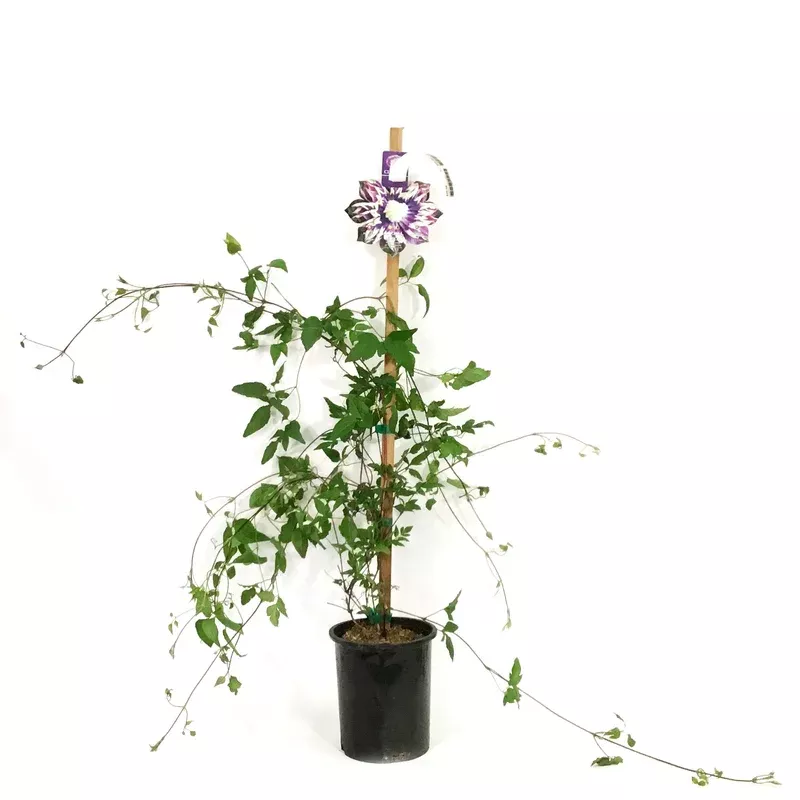 clematis-1-gal-taiga Clematis 1 gal Taiga