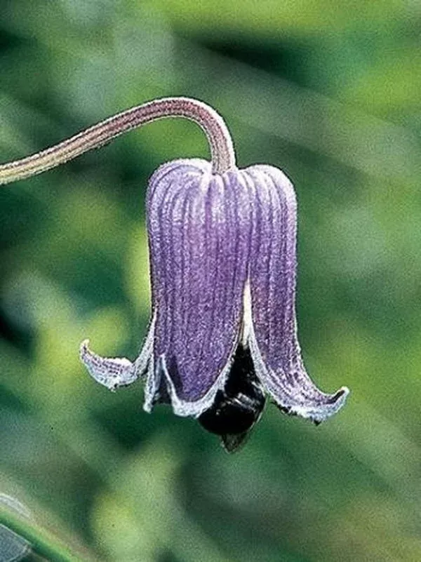 clematis-pitcheri Clematis pitcheri