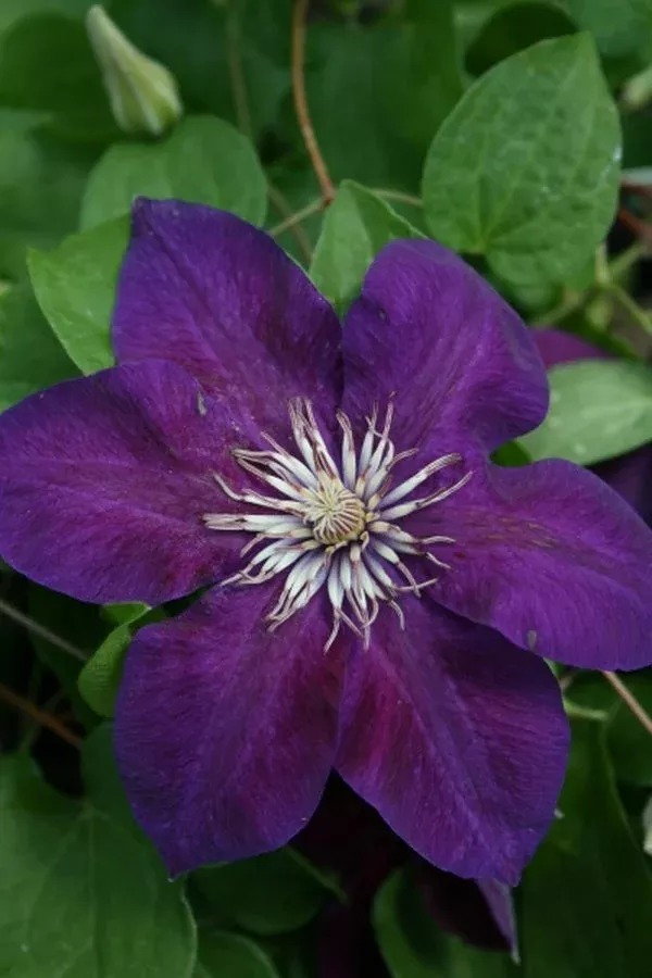 clematis-reiman Clematis ‘Reiman’
