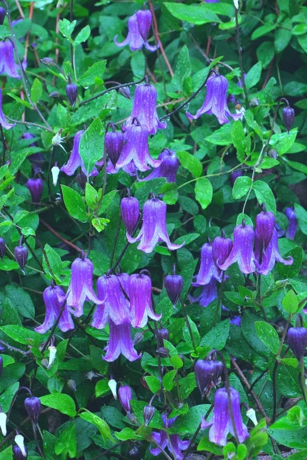 clematis-rooguchi Clematis ‘Rooguchi’