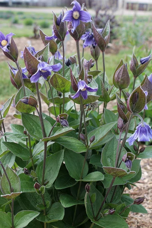 clematis-stand-by-me-pp-30-556 Clematis ‘Stand by Me’ PP 30,556