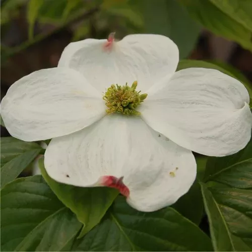 Cloud 9 Flowering Dogwood