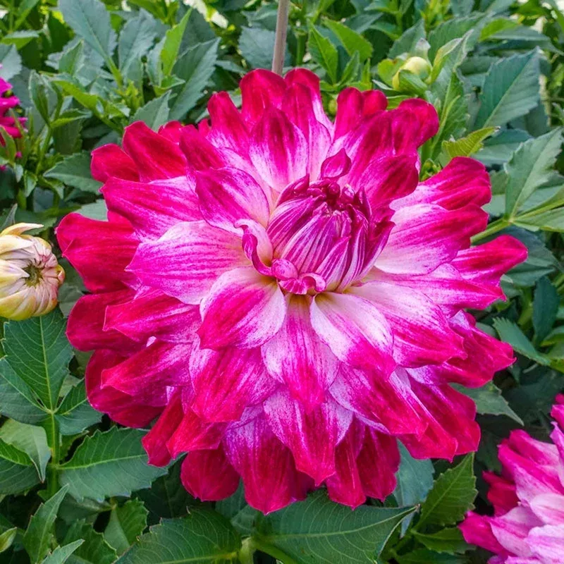 cloud-nine-dahlia Cloud Nine Dahlia