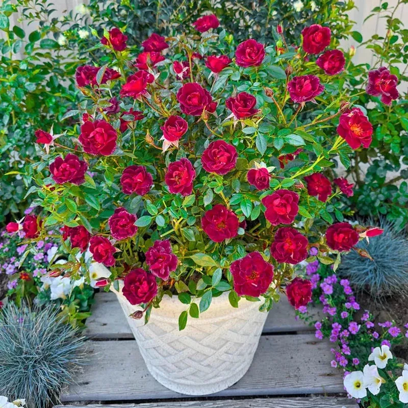 coffee-bean-patio-rose Coffee Bean Patio Rose