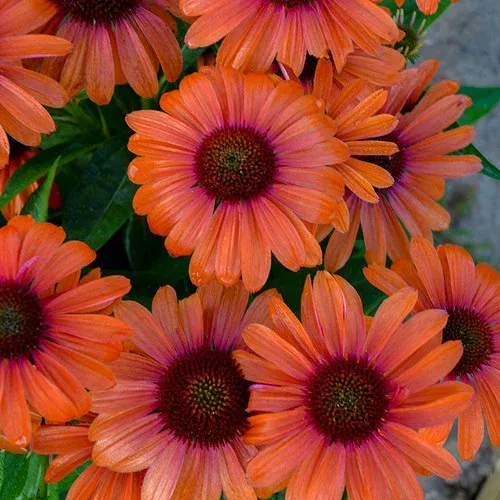 Color Coded Orange You Awesome Coneflower