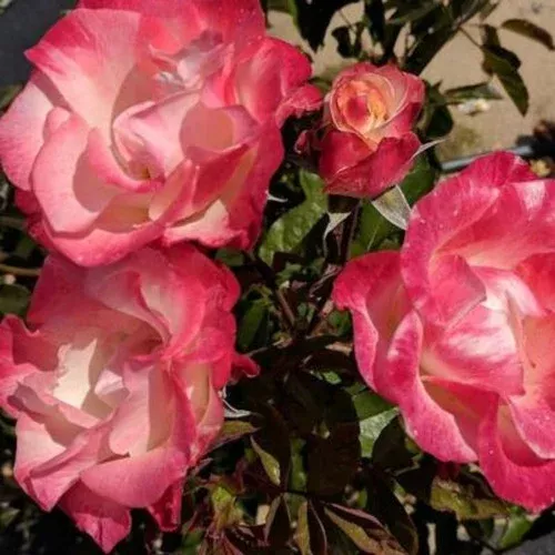 Color Splash Rose