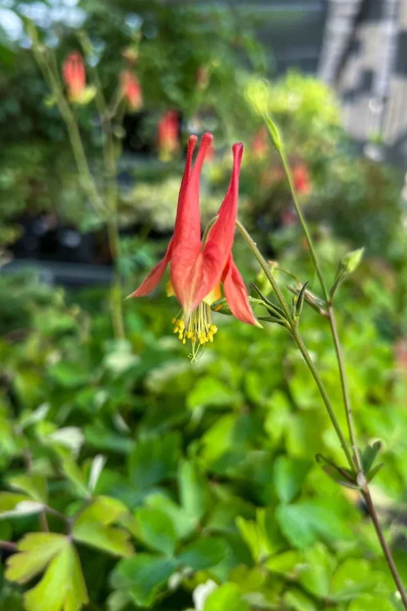 columbine-wild Columbine, Wild