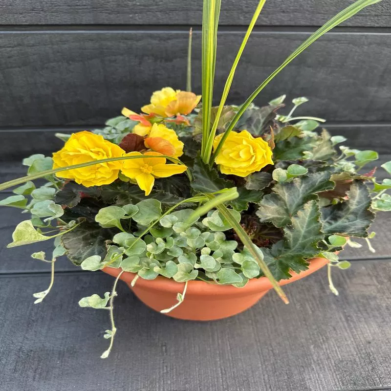 COMBO #12 – 10″ POT