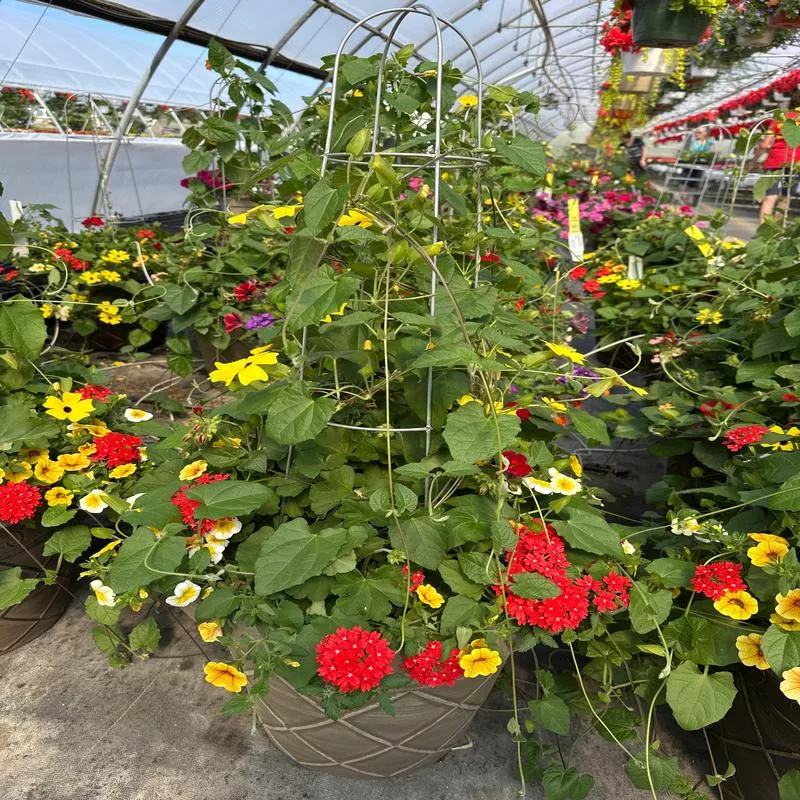 COMBO #25 – 16″ POT