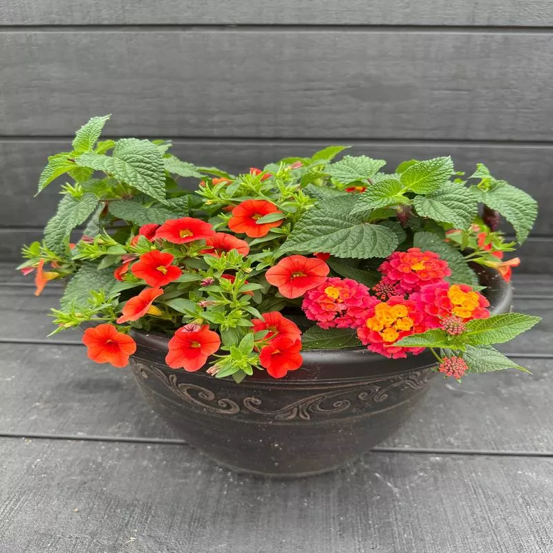 COMBO #3 – 12″ POT