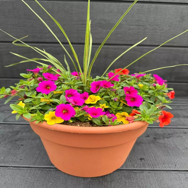 COMBO #73 – 10″ POT