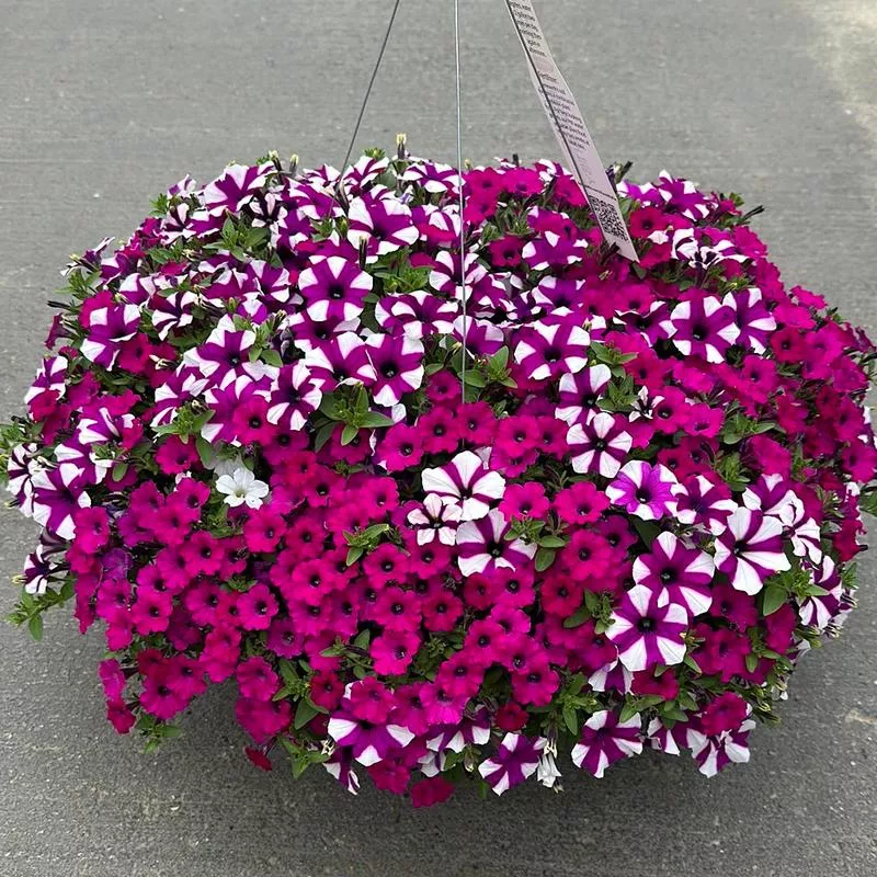 COMBO ITSY BITSY – 10″ HANGING BASKET