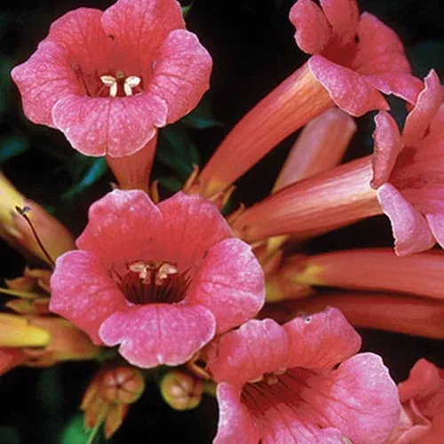 common-trumpet-vine Common Trumpet Vine