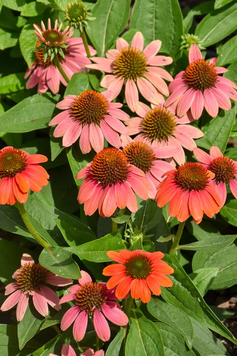 coneflower-poco-hot-coral Coneflower, Poco Hot Coral