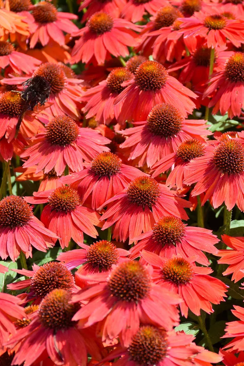 coneflower-sombrero-salsa-red Coneflower Sombrero Salsa Red