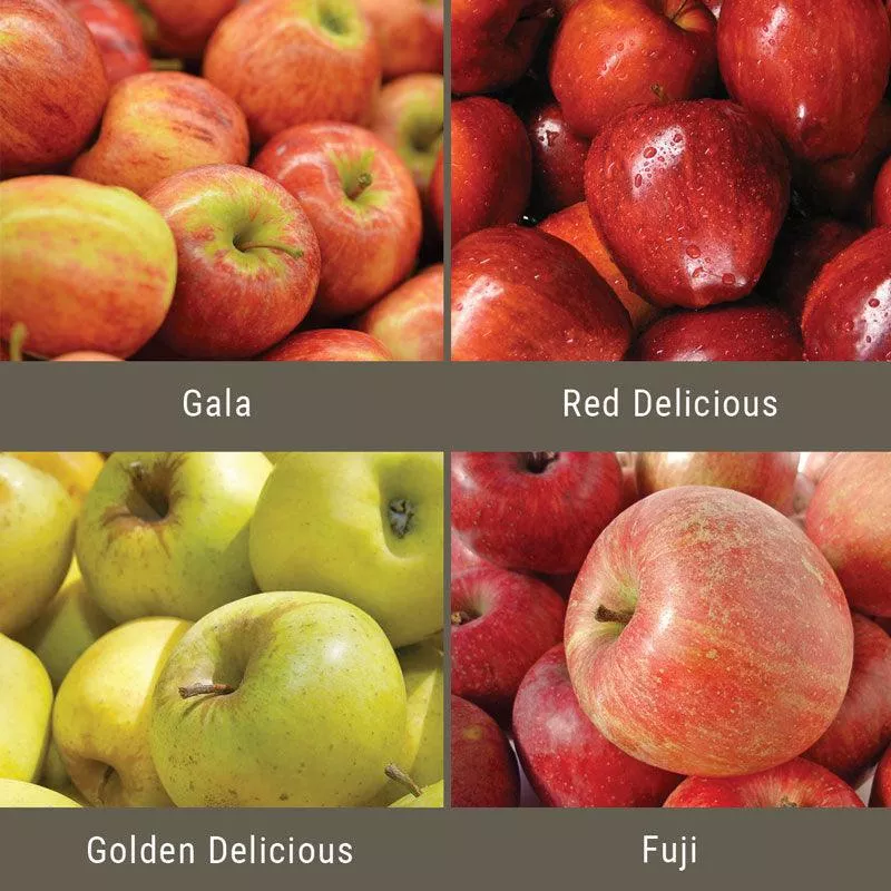 constant-harvest-apple-4-on-1-multi-grafted-fruit-tree “Constant Harvest” Apple, 4 on 1 Multi Grafted Fruit Tree