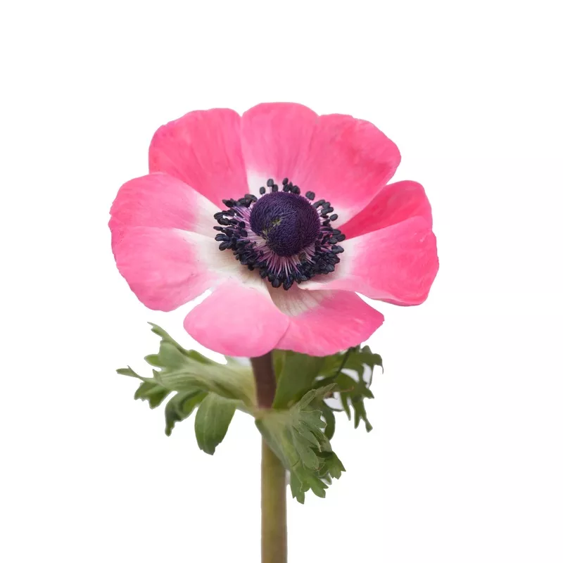 Coral Anemones Salmon