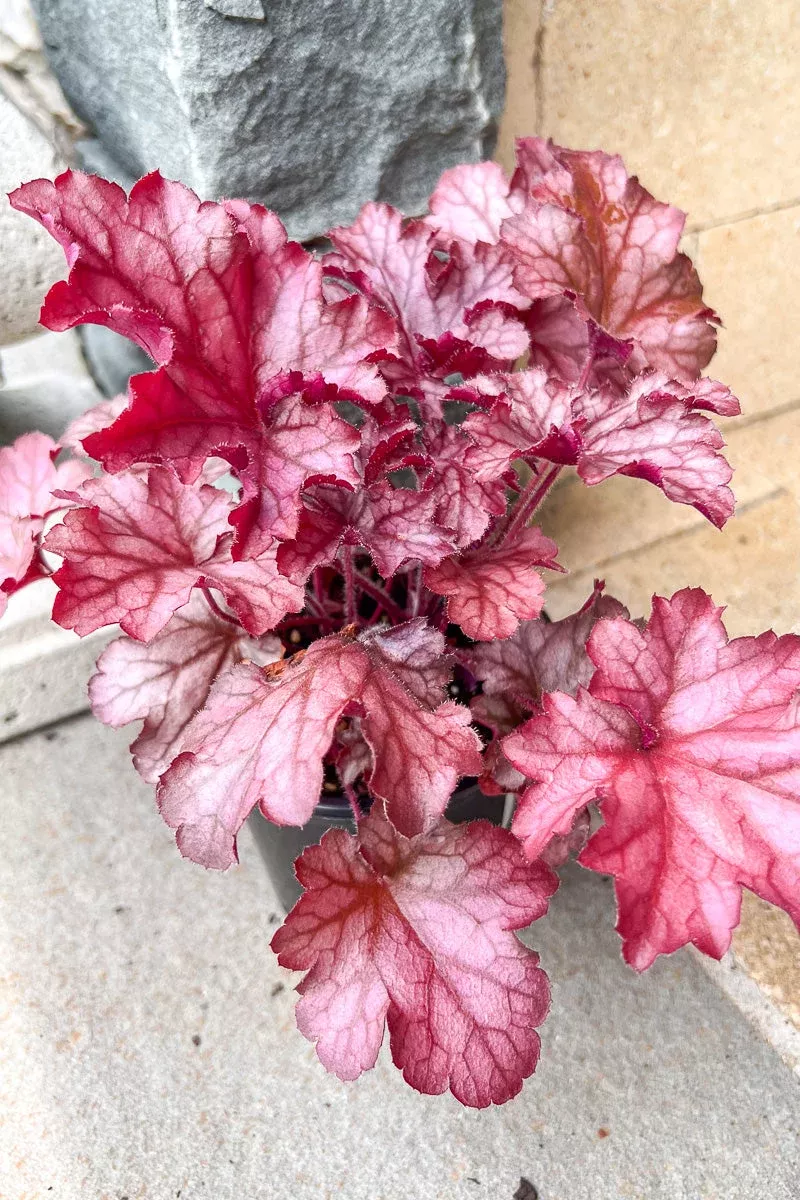 Coral Bells, Magma