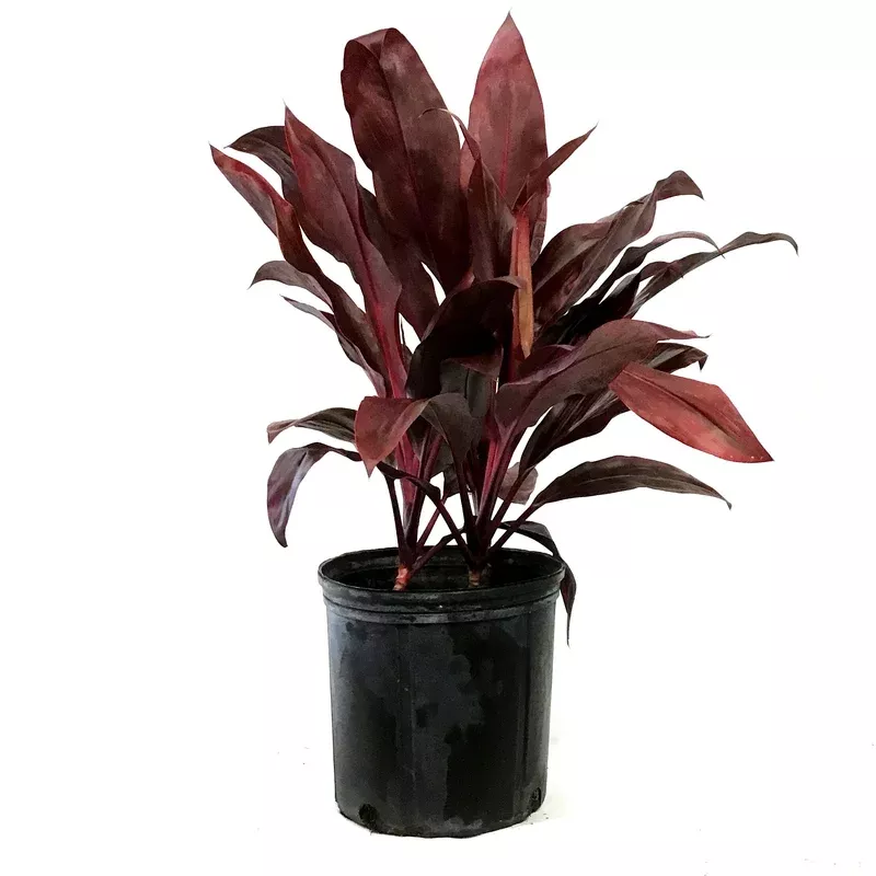cordyline-10in-dr-brown Cordyline 10in Dr. Brown