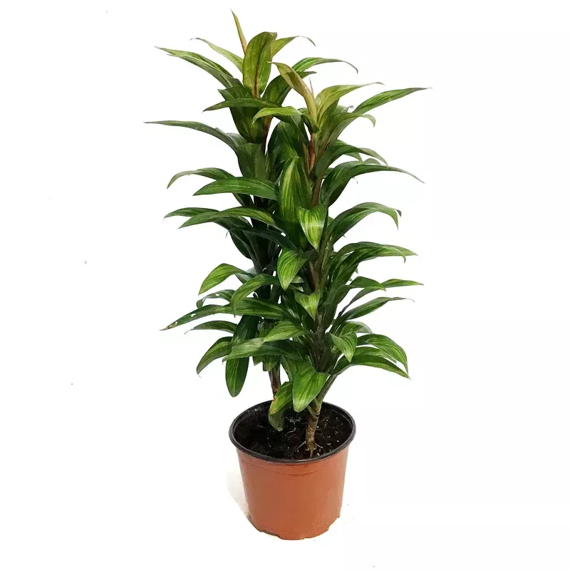 cordyline-6in-harlequin Cordyline 6in Harlequin