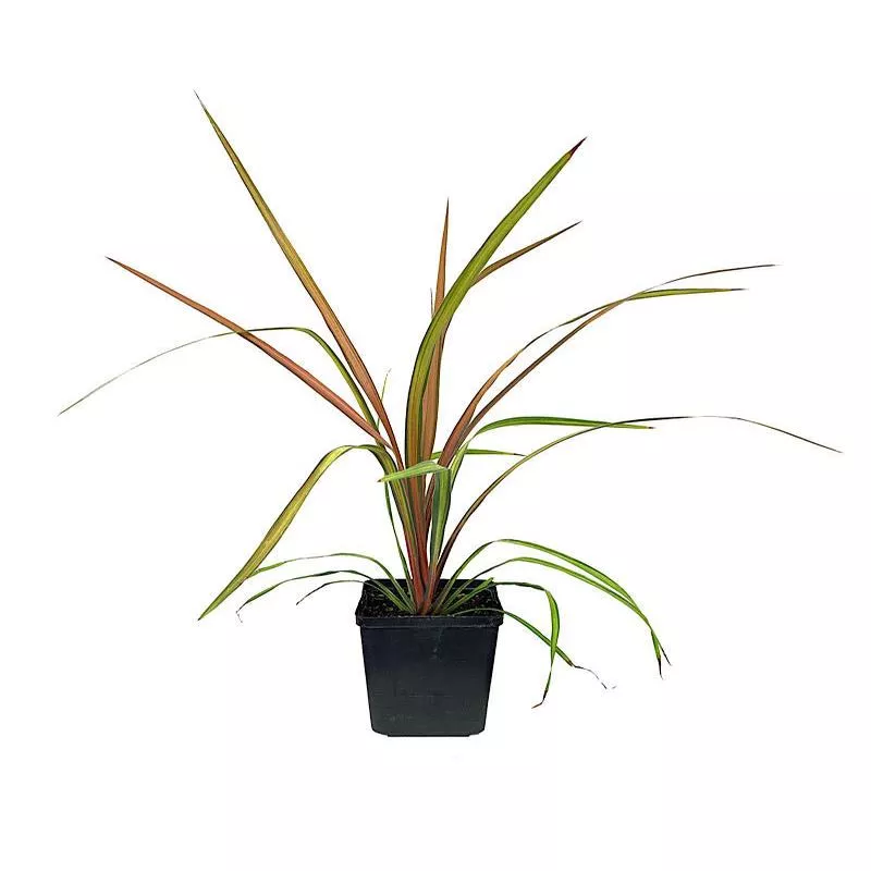cordyline-albertii-cha-cha Cordyline albertii ‘Cha Cha’