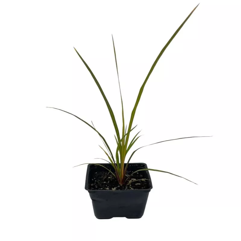 Cordyline australis ‘Spikes’