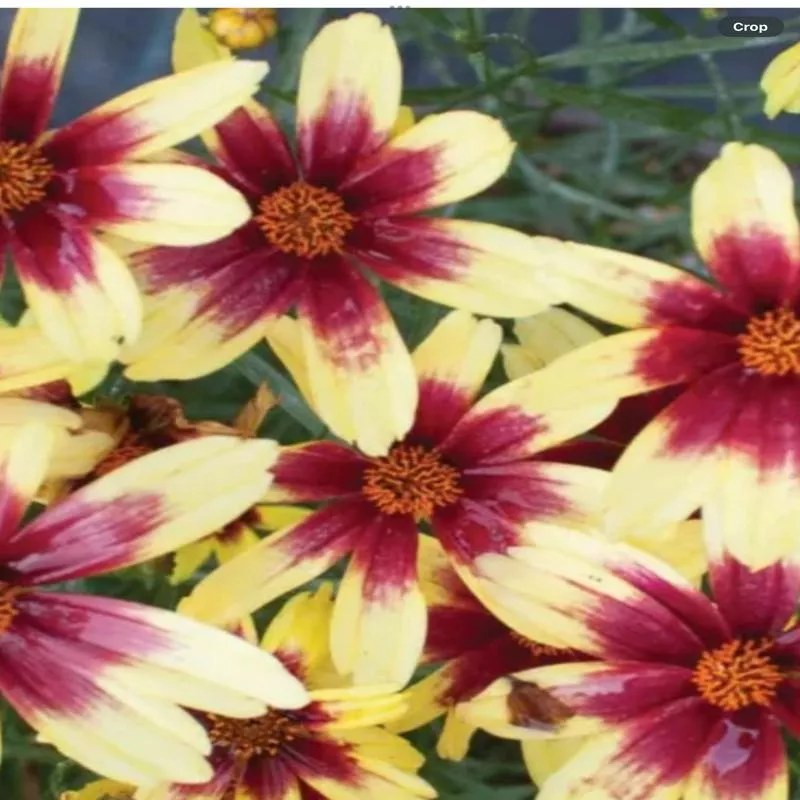 coreopsis-hybrid-red-chiffon Coreopsis hybrid Red Chiffon