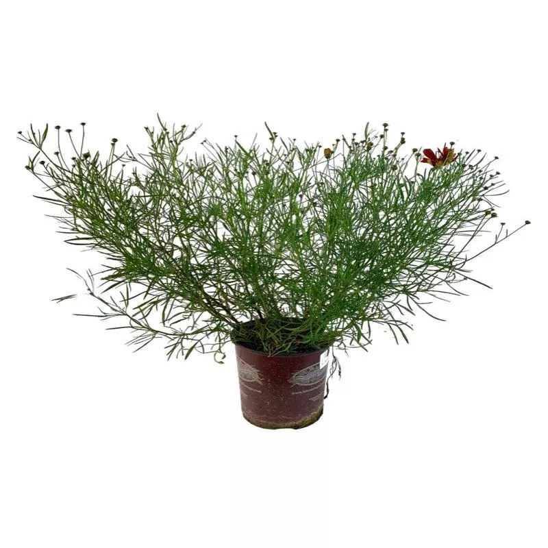 coreopsis-verticillata-broad-street Coreopsis verticillata ‘Broad Street’