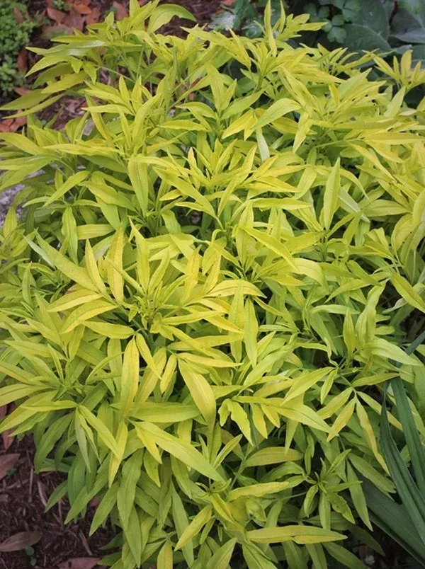 coreopsis-x-tripcillata-lightning-flash-pp-19-147 Coreopsis x tripcillata ‘Lightning Flash’ PP 19,147