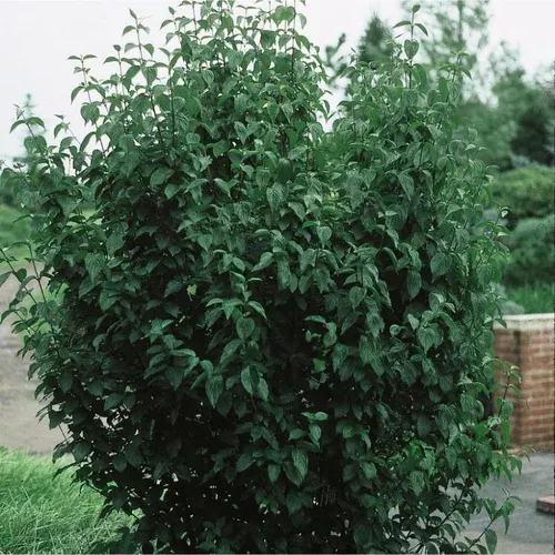 cornelian-cherry-dogwood Cornelian Cherry Dogwood
