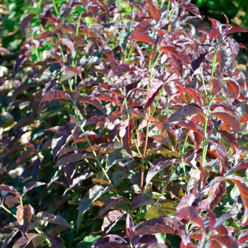 cornus-ragin-red Cornus Ragin’ Red