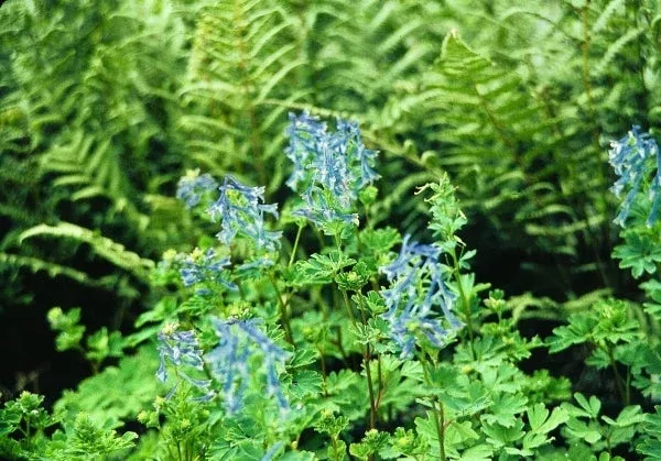 corydalis-elata Corydalis elata