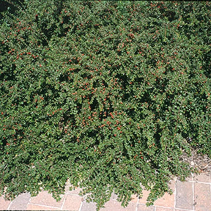 cotoneaster-apiculatus-2 Cotoneaster apiculatus #2