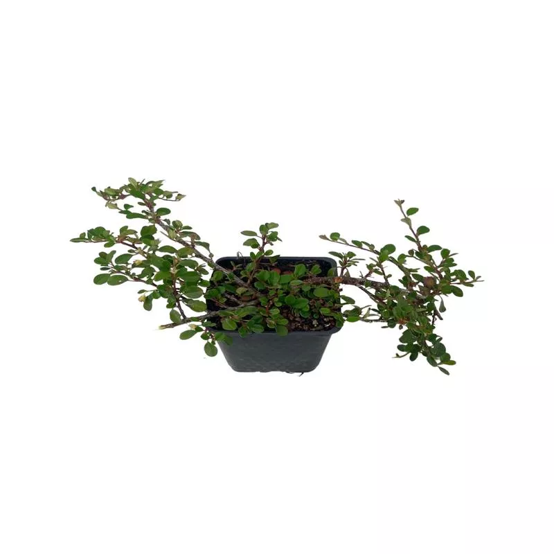 cotoneaster-dammeri-strieb-s-findling-4-inch Cotoneaster dammeri ‘Strieb’s Findling’ 4 Inch