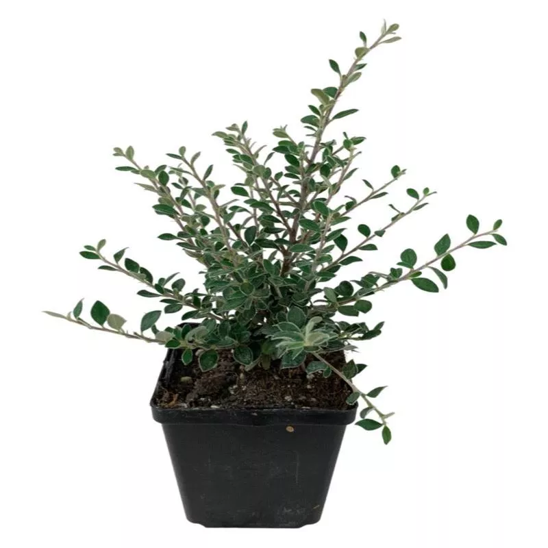 cotoneaster-glaucophyllus-hort Cotoneaster glaucophyllus hort.