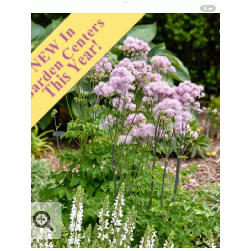 cotton-candy-meadow-ruethalictrum-hybrid ‘Cotton Candy’ Meadow RueThalictrum hybrid