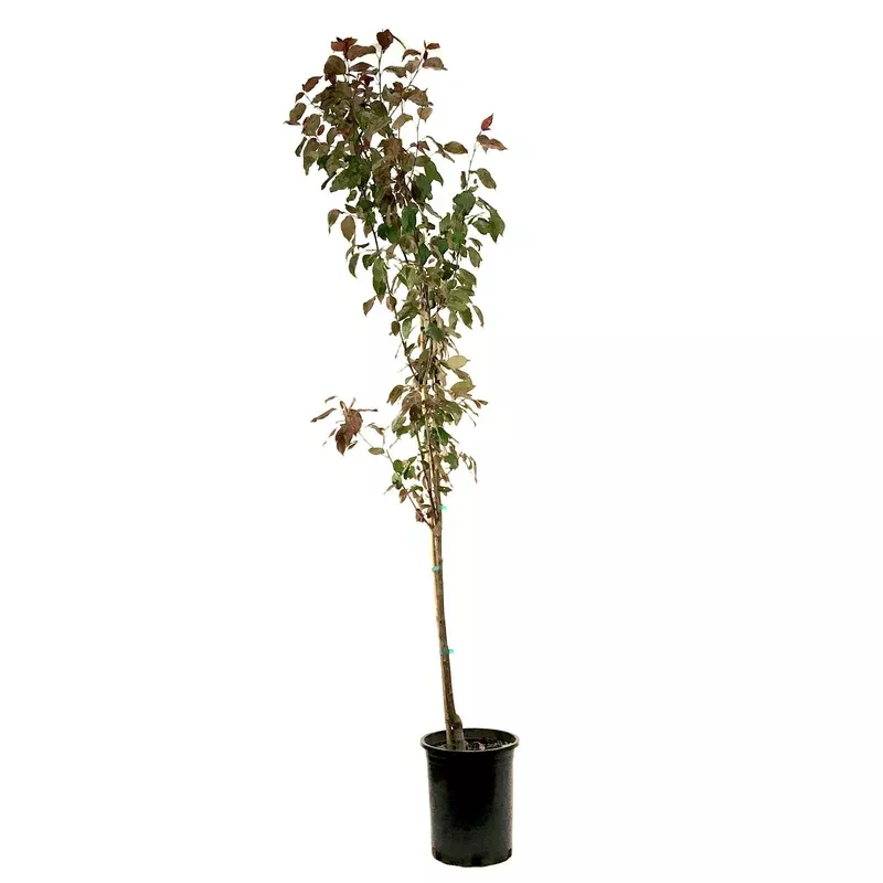 crabapple-5-gal-flowering-gladiator Crabapple 5 gal Flowering Gladiator