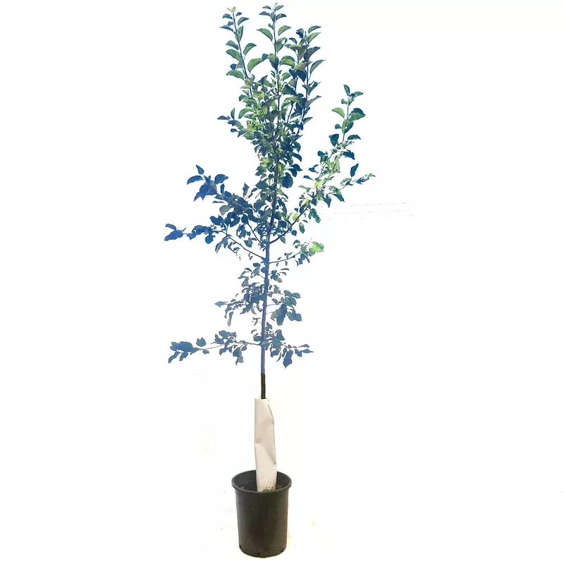 crabapple-5-gal-kerr Crabapple 5 gal Kerr