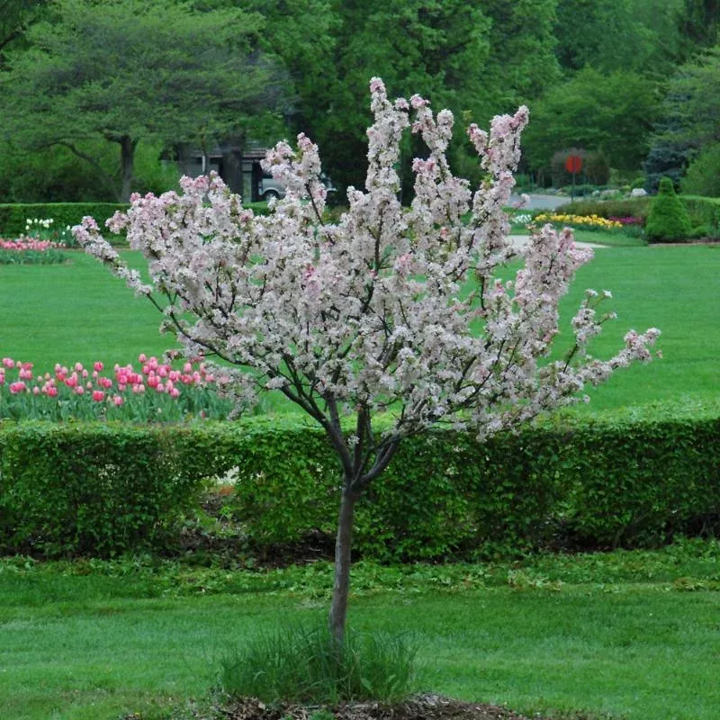 crabapple-coralburst Crabapple, Coralburst