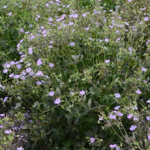 crane-dance-cranesbill Crane Dance Cranesbill