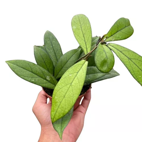 crassipetiolata-hoya Crassipetiolata Hoya