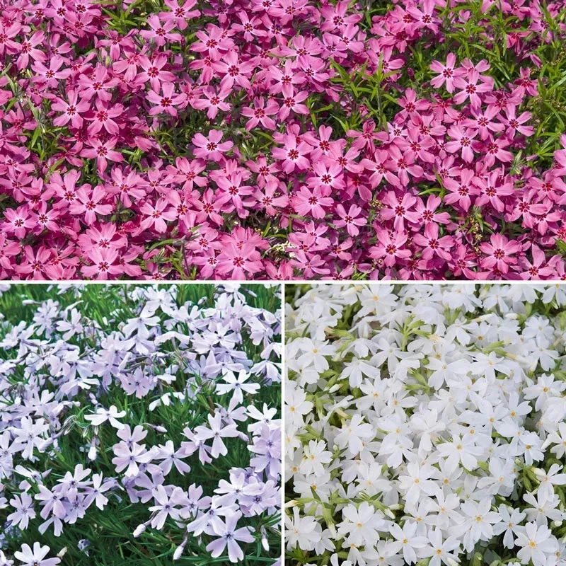 creeping-phlox-mixture Creeping Phlox Mixture