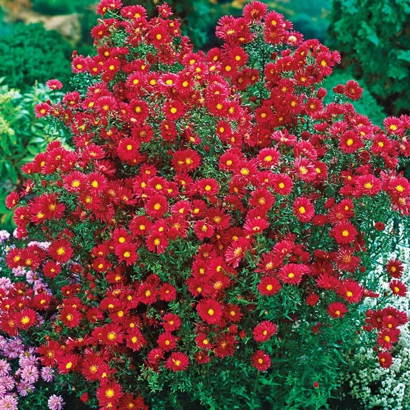 crimson-brocade-michaelmas-daisy Crimson Brocade Michaelmas Daisy