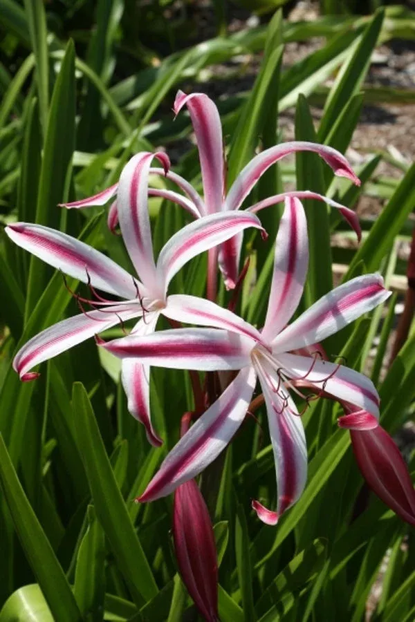 crinum-dragon-lady Crinum ‘Dragon Lady’