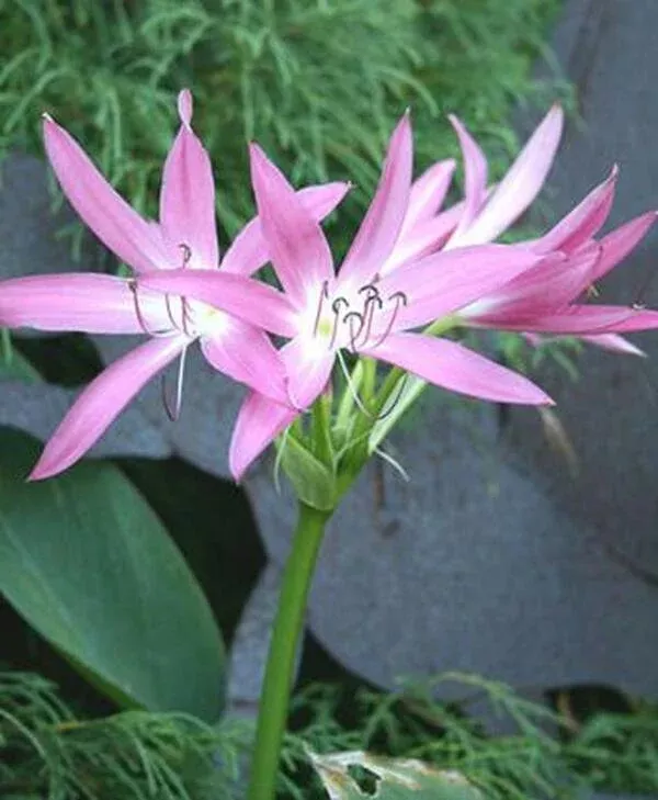 crinum-hannibal-s-dwarf Crinum ‘Hannibal’s Dwarf’