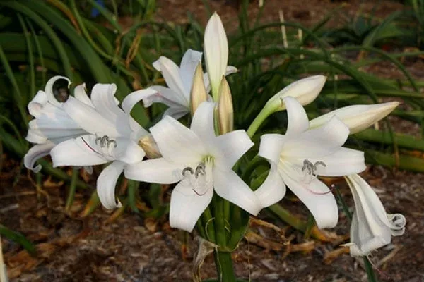 crinum-macowanii-malawi Crinum macowanii Malawi